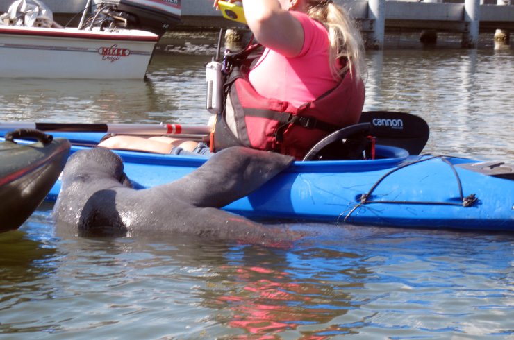 Manatee climbs up on our guide's kayak